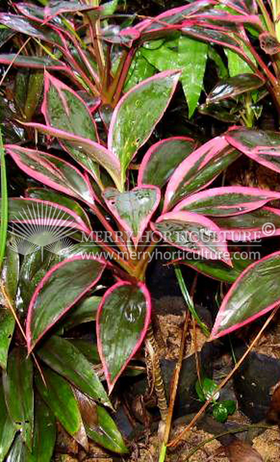 Cordyline fruticosa 'inscripta'